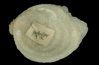 藏品(菊花偏口蛤)的圖片